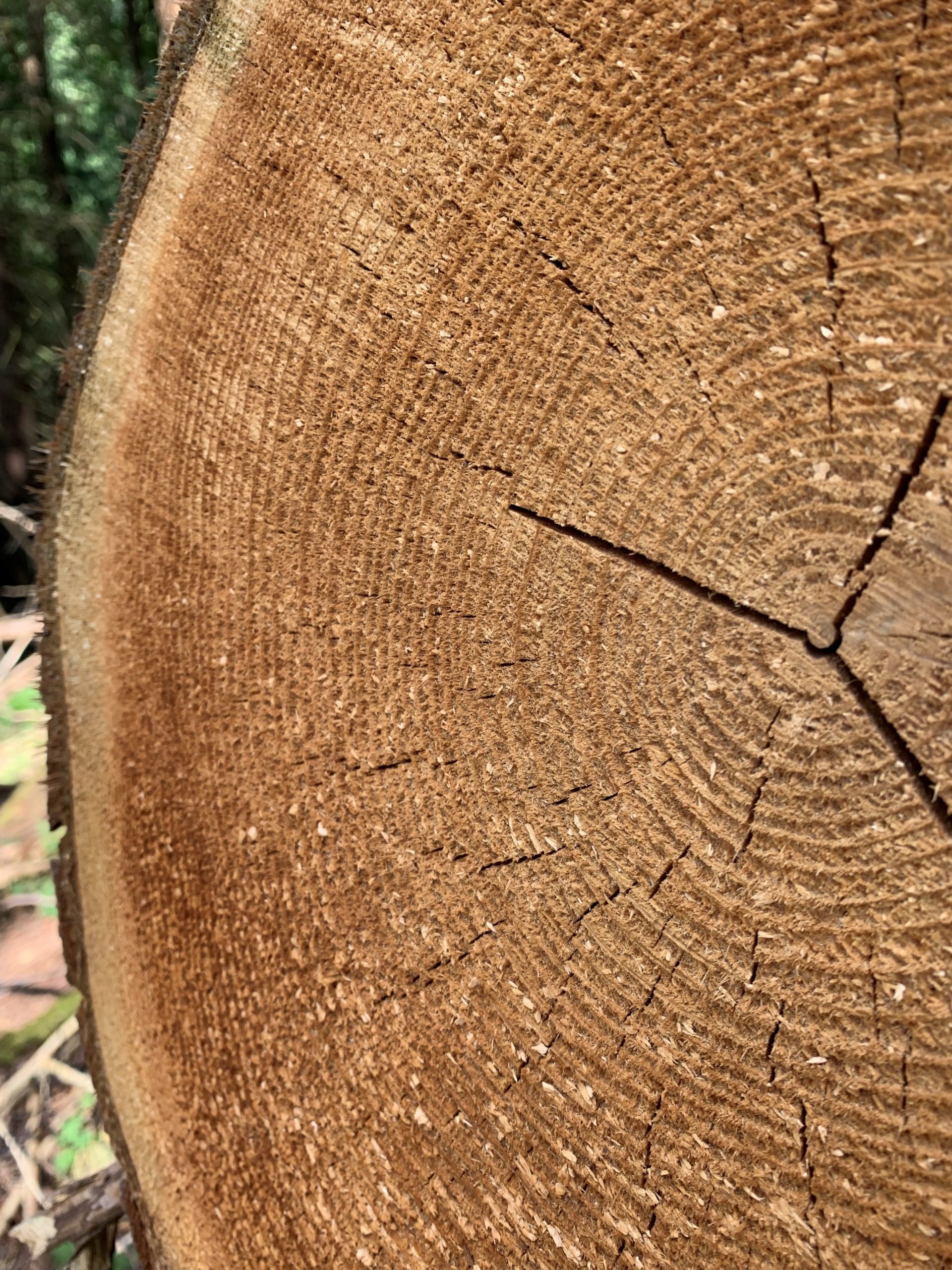 a cut log in pacific spirit park