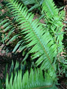 An image of a fern from Pacific Spirit park.