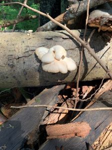 April 2025 Newsletter