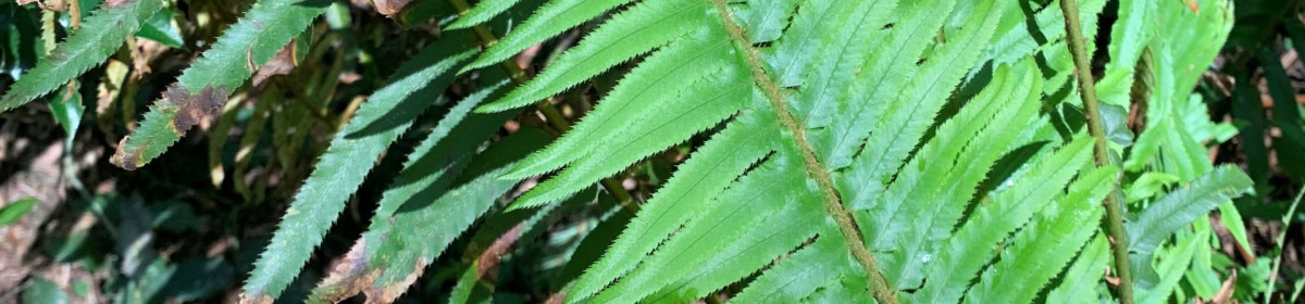 An image of a fern from Pacific Spirit park.